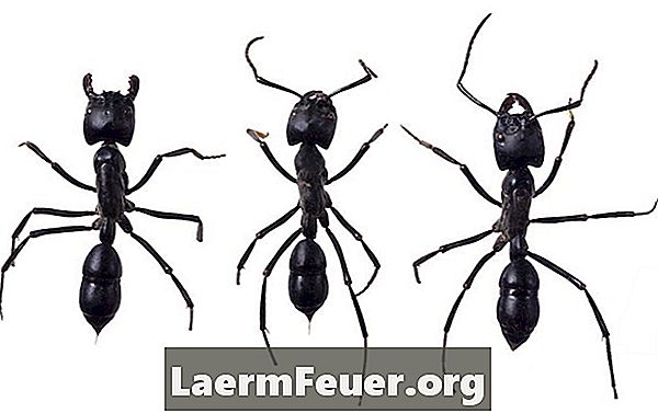 Hur bli av med myror som attackerar dina växter