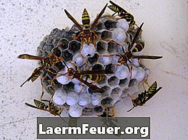 Como se livrar de abelhas e vespas de barro?