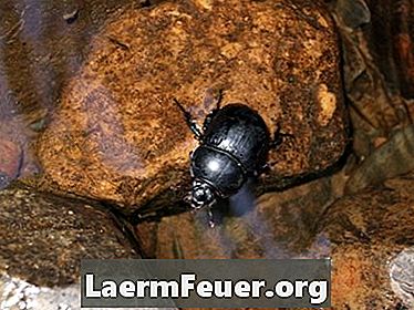 Bagaimana untuk menghilangkan kumbang air dalam kolam dengan Baquacil