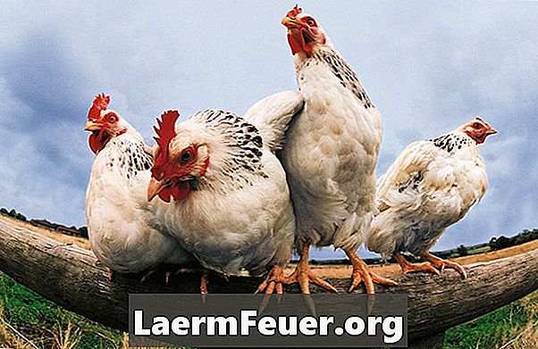 Hvordan bli kvitt kyllingmider