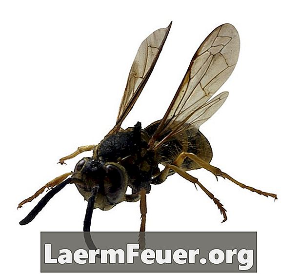 木製のデッキのスズメバチとアメリカのハチを取り除く方法は？