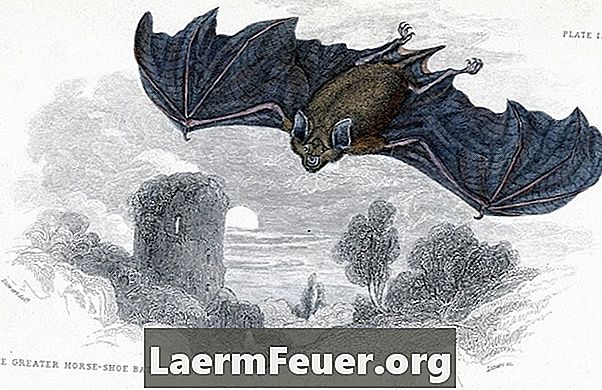 Como se livrar de morcegos empoleirados nos beirais de sua casa