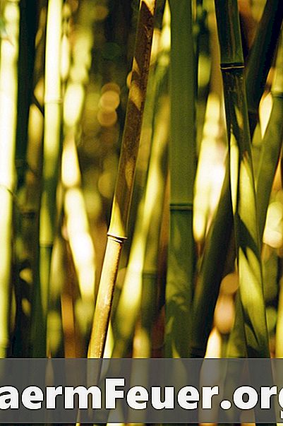 Kā atbrīvoties no bambusa Rhizomes