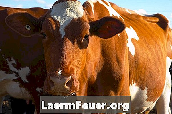 Como se prevenir da doença da vaca louca