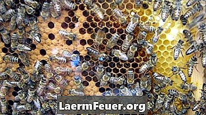 วิธีแยกน้ำผึ้งออกจากรังผึ้งขี้ผึ้ง