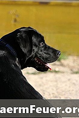Hoe maak je zelfgemaakte hondenvoer voor een Labrador