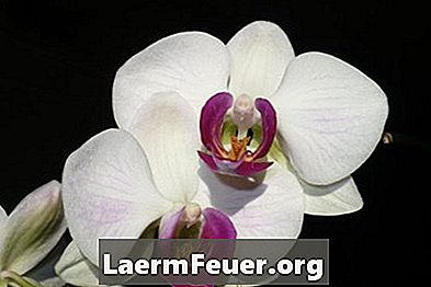 Jak barvit květy orchidejí