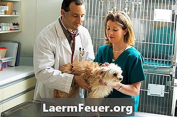 Cum să luați probe de sânge de la un câine ca un tehnician veterinar