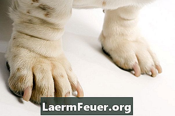 Πώς να πάρετε το τσίχλα από τα πόδια του σκύλου