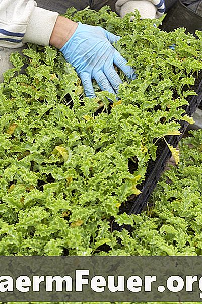 Hvordan transplantere salatplanter