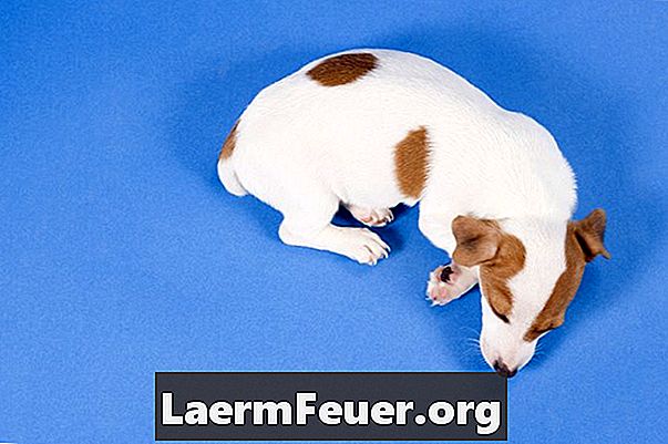 Behandlung von Juveniler Cellulitis bei Hunden