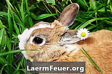 Behandlung von Harnwegsstörungen bei Kaninchen