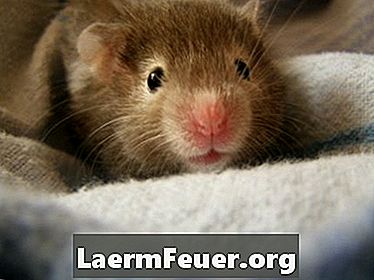 Como tratar infecções do trato urinário em hamsters