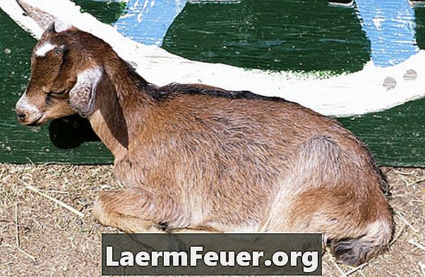 Kako liječiti kazeozni limfadenitis kod koza