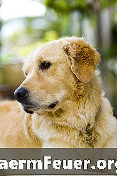 Как лечить панкреатит и почечную недостаточность у собак