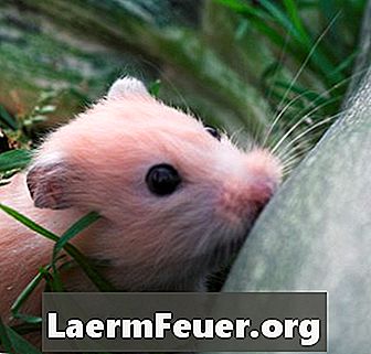 Cara merawat hamster dengan cirit-birit
