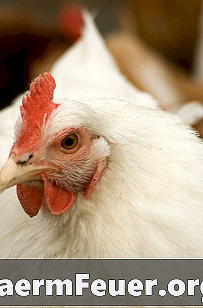 Hur man behandlar en kyckling med svårigheter