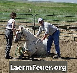 Cum să antrenezi un cal să se culce