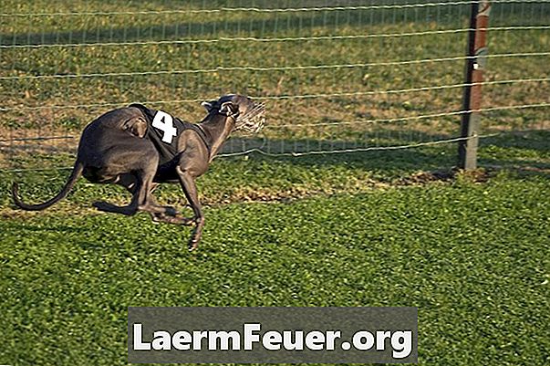Hoe een Engelse Greyhound Racing te trainen