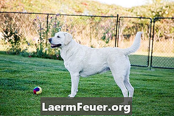Πώς να εκπαιδεύσετε έναν επίμονο Retriever Labrador που δεν σας ακούει