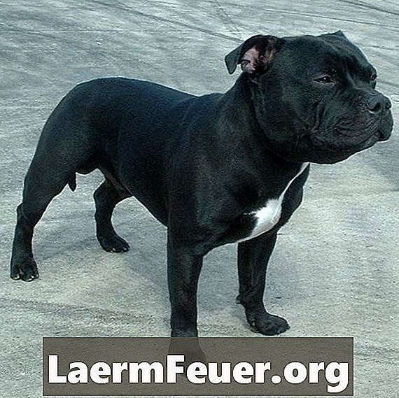 Comment former un Staffordshire Bull Terrier