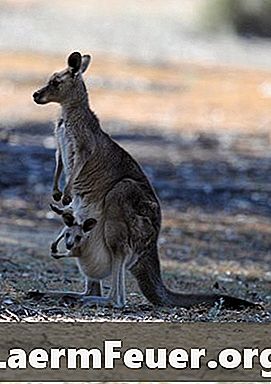Wie beseitigt ein Känguru-Welpe den Geldbeutel der Mutter?