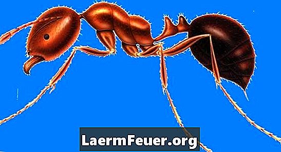 개미 씻기 가려움증은 어떻게 발생합니까?