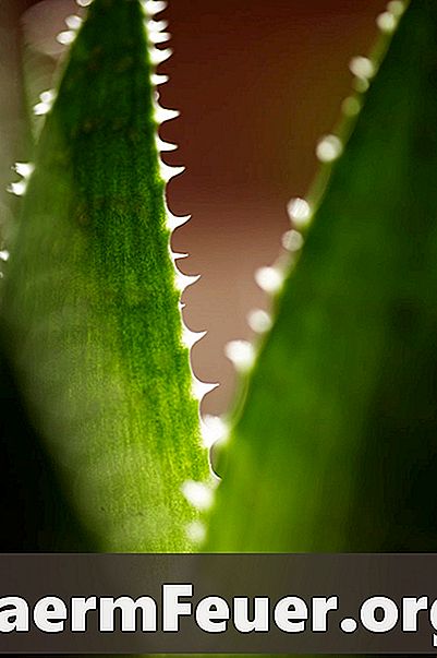 Cara Menggunakan Aloe Vera dalam Masalah Kulit Binatang