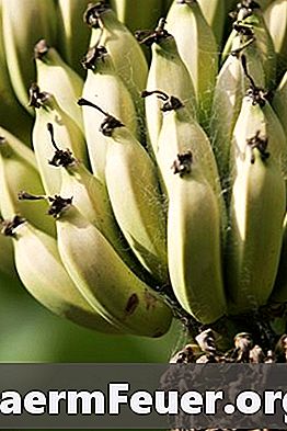 כיצד להשתמש בננות כמו דשנים
