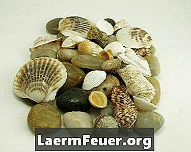 Come usare Seashells nella decorazione di una cornice