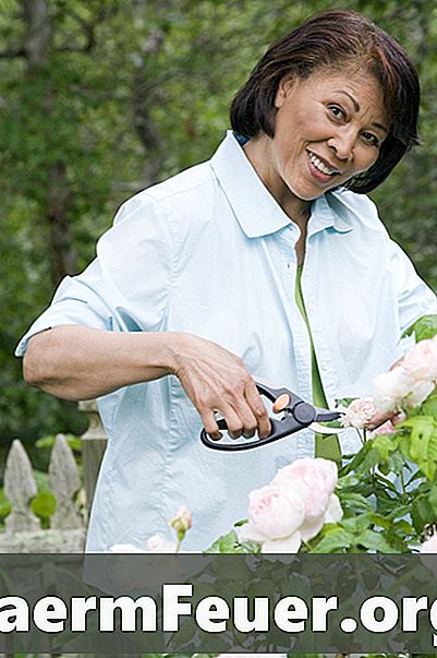 כיצד להשתמש אבקת גופרית ב ורדים