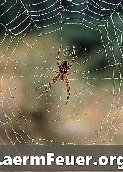 Jak stosować lek homeopatyczny Apis Mellifica do leczenia ukąszeń pająka