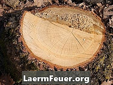 איך לטחון עץ stumps?