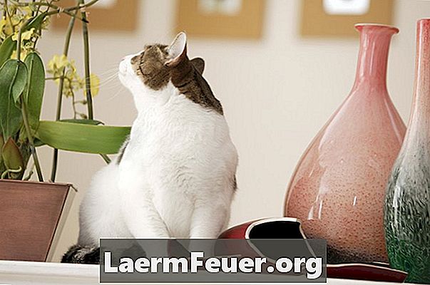 Apakah tumbuhan karnivor yang tidak beracun kepada kucing?