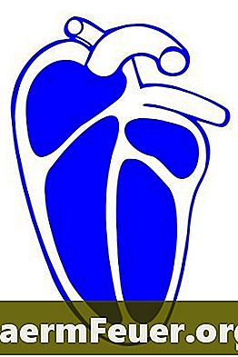 ארבעת המאפיינים של רקמת הלב
