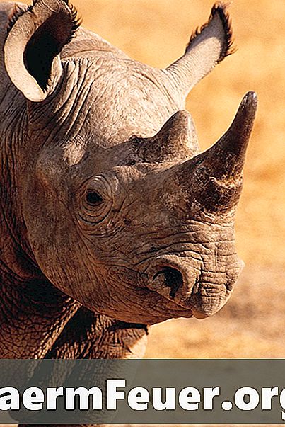 Comportamento alimentar do rinoceronte branco
