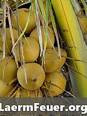 코코넛 뿌리에 대해 조금 아십시오.