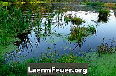 Kontroll av ogräs i sjöar och dammar