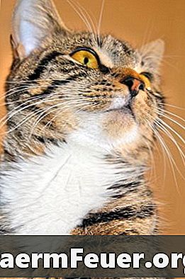 Natürliche Bekämpfung von Katzen gegen Flöhe und Ohrmilben
