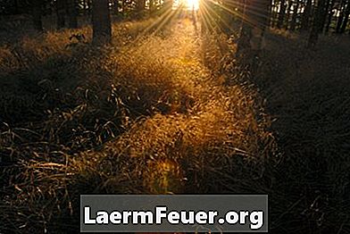 גידול הצמח: אור השמש x אור מלאכותי