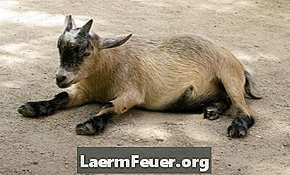 Cuidados con la cabra enana nigeriana