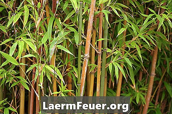 Omsorg för bambuanläggningen i huset