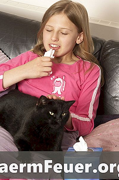 แก้ไขบ้านสำหรับแมวที่มีอาการคัดจมูก