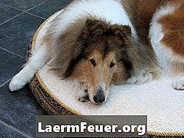 Tratarea dermatitei umede la câinii cu violet de gențiană