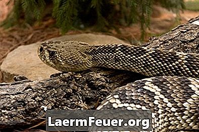 Hoe groot moeten laarzen zijn om te beschermen tegen slangen?