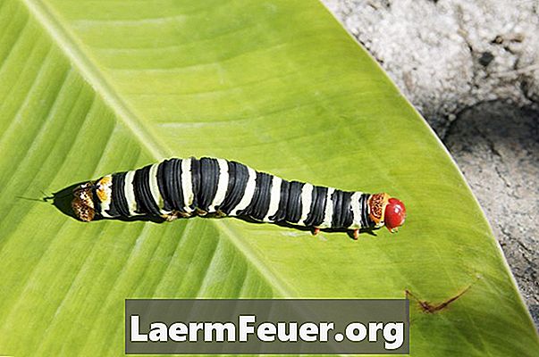 Hva spiser caterpillars på?