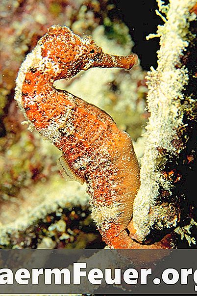 Hva er en seahorse matet fra?