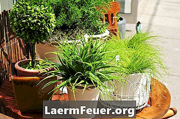 Kaunista oma kodu interjööri taimedega