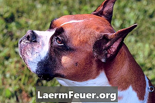 Pflegetipps für Boxerhunde