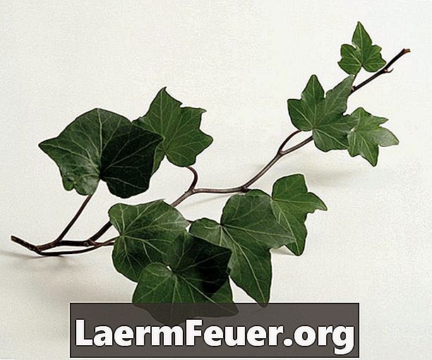 Tips til dyrkning af Ivy indendørs